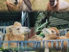 -泉州海丝野生动物世界