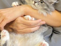 -shark burger·鲨鱼汉堡(交子大道店)