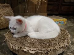 -观清澜疗愈民宿(龙泉山风景区店)