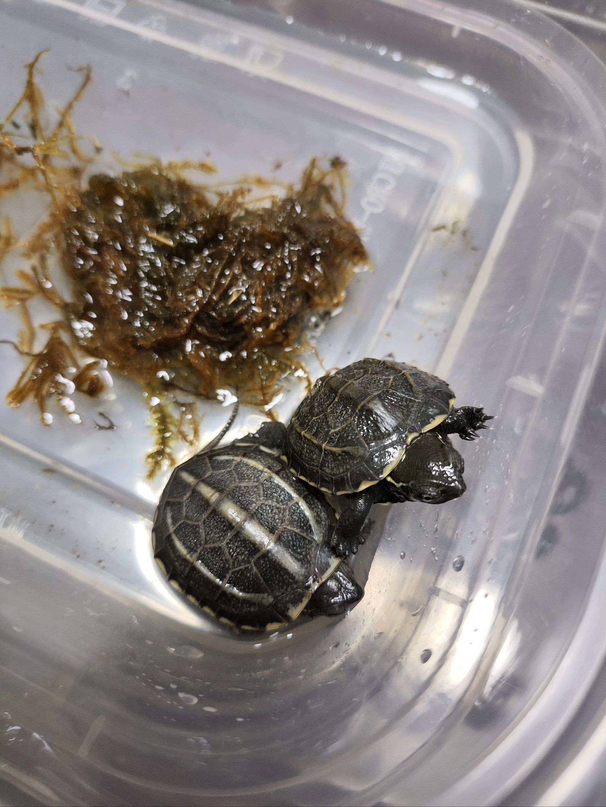 活动得到的小乌龟🐢查了查是小草龟,原来不停越狱不是活泼好动,可能