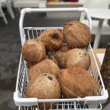 [糖果]万物皆可椰