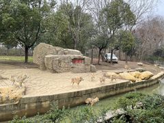 -常州淹城野生动物世界