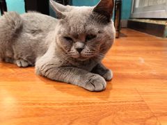 -猫小院猫主题咖啡厅(北锣店)