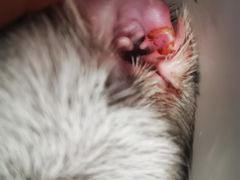 -瑞派名望24h动物医院异宠专科·猫专科·骨科·重症监护分院