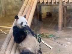 -深圳野生动物园