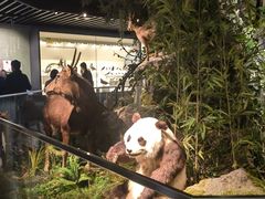-四川大学博物馆
