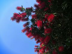 -桤木河湿地公园