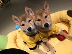 -逗柴咖啡屋·狗咖猫咖宠物桌游