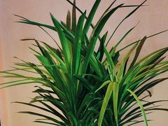 -北平食府·北京烤鸭(北京西站六里桥店)