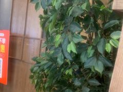 -同仁四季椰子鸡(无锡滨湖万象汇店)