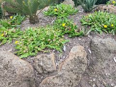 -墨尔本皇家植物园