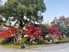-迎晨餐厅(青芝坞店)