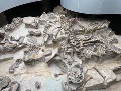 -自贡恐龙博物馆