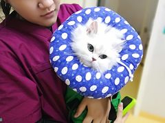 -瑞派天宁宠物医院·猫科·异宠中心