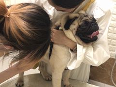 -美联众合动物医院·24h京西诊疗中心