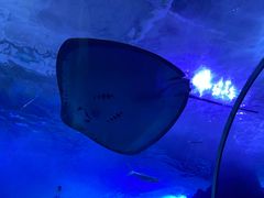 -多彩贵州城极地海洋世界