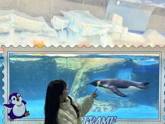 -海合安武汉极地海洋公园