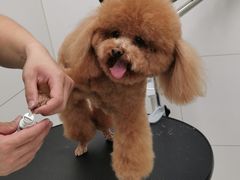 -柚子宠物(伊珊娜调理店)