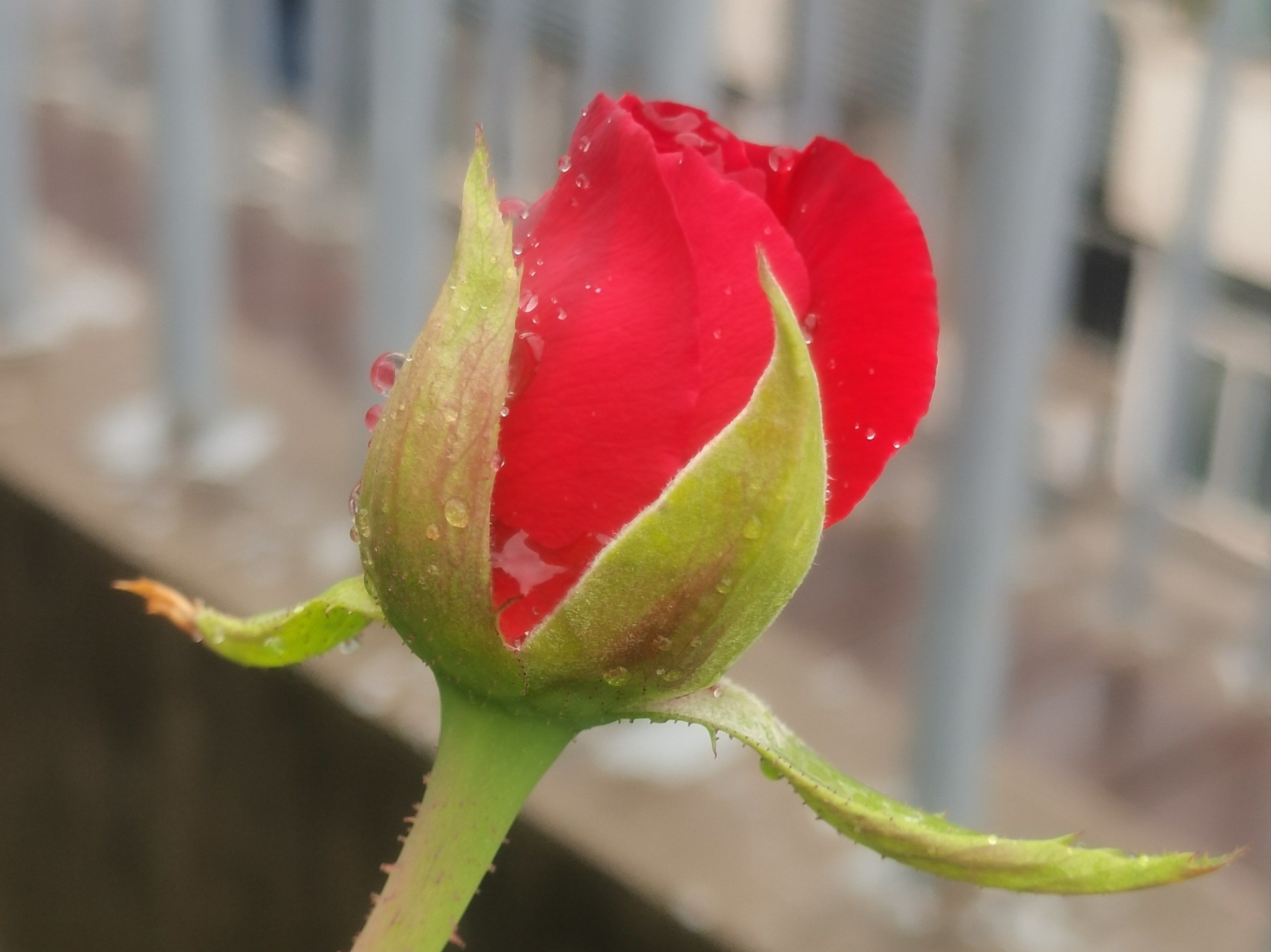 季节的第一朵花