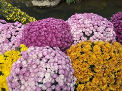 -杭州植物园