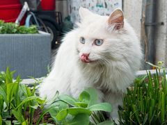 -VOYAGE COFFEE(杨梅竹店)