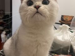 -欣宠猫屋·矮脚拿破仑·蓝金金渐层