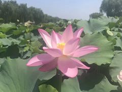 -白洋淀景区