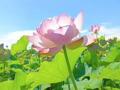 -嘉北郊野公园