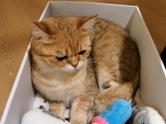 -猫腻·猫咖·撸猫馆(星光大道店)