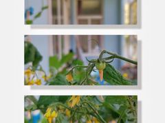 -胡姬港湾幼儿园(龙华丰谷园)