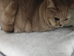 -瑞鹏宠物医院·爱宠堂·骨外专科(西荷分院)