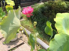 -荷风细雨·中国茶宴(碧云店)