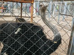 -长白岛森林公园