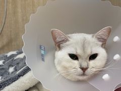 -北京观赏动物医院·24小时大型综合·猫专科·异宠专科