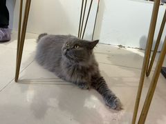 -平行世界·猫咖(首经贸店)