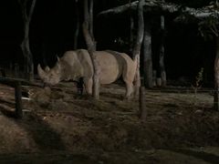 -清迈夜间动物园