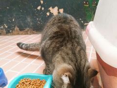 -猫咪博物馆(顶澳仔猫街店)