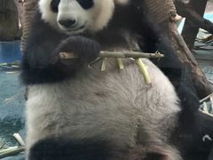-成都动物园