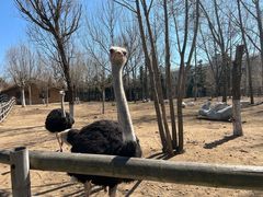 -大连森林动物园