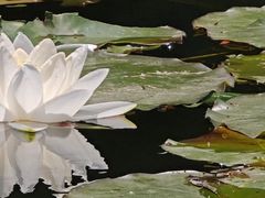 -西湖游船