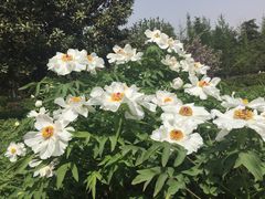 -洛阳市隋唐城遗址植物园