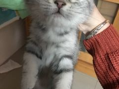 -美联众合爱康动物医院•复杂内科•肿瘤科•牙科•腔镜诊疗中心