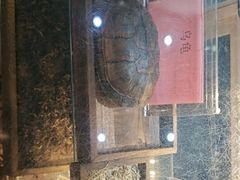 -梧州双钱龟苓膏(丽港航母店)