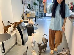 -琪喵猫屋·撸猫猫咖·猫舍