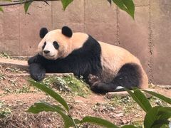 -中国大熊猫保护研究中心雅安碧峰峡基地