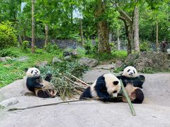 -都江堰中华大熊猫苑