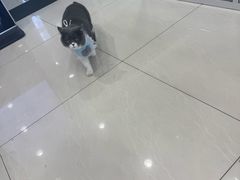-悦宠凯宝动物医院·牙科·皮肤科(朝阳北路店)