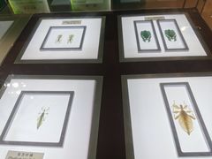 -上海昆虫博物馆