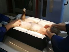 -申普宠物医院·心脏介入·心血管微创(总院)