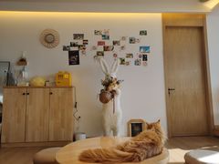 -猫腻·猫咖·撸猫馆(星光大道店)